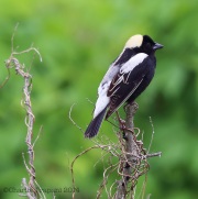 6s3a4117bobolink