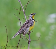 6s3a4269easternmeadowlark
