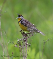 6s3a4287easternmeadowlark