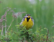 6s3a4350easternmeadowlark