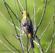 6s3a5564orchardoriole