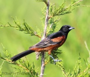6s3a5609orchardoriole_ps