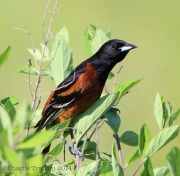 6s3a5690orchardoriole