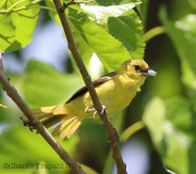 6s3a8529femaleorchardoriole