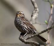 6s3a9436red-wingedblackbird