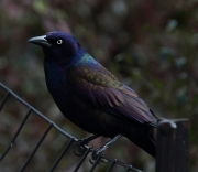 img_4839commongrackle