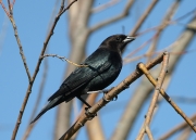 img_8190brown-headedcowbird
