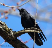 6s3a2182fishcrow-copy