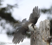 6s3a8070grayjay