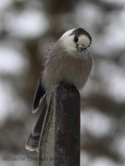 6s3a8100grayjay