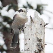 6s3a8142grayjay_eatingsnow