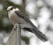 6s3a8144grayjay
