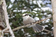 6s3a8320grayjay_moosebog_vt
