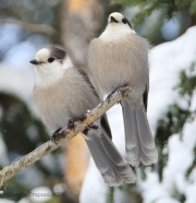 6s3a8383grayjays_1