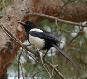 img_2400black-billedmagpie-copy