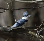 6S3A3679Belted_Kingfisher