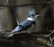 6S3A3684belted_kingfisher
