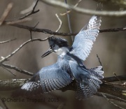 6S3A3686Belted_Kingfisher