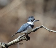 6S3A3691Belted_Kingfisher