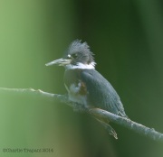 6s3a7928beltedkingfisher_greenpond