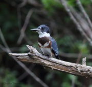 6s3a8033beltedkingfiher
