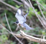 6s3a8034beltedkingfisher_greenpond