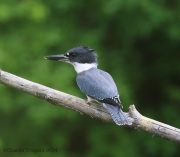 6s3a8040beltedkingfisher_greenpond