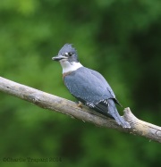 6s3a8044beltedkingfisher_greenpond