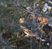 6S3A7711Long-Eared_Owl