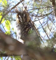 6S3A7914Long-Eared_Owl