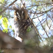 6S3A7917Long-Eared_Owl