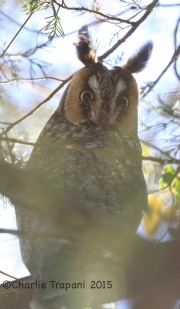 6S3A7938Long-Eared_Owl