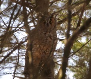 6s3a9264long-earedowl
