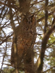 6s3a9266long-earedowl