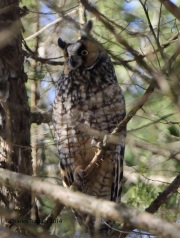 6s3a9286long-earedowl
