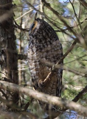 6s3a9289long-earedowl