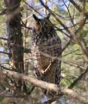 6s3a9293long-earedowl