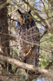 6s3a9294long-eared-owl