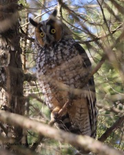 6s3a9296long-earedowl
