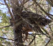 6s3a9302long-earedowl