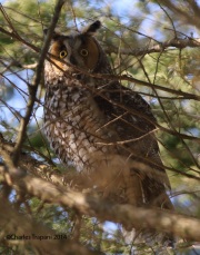 6s3a9318long-earedowl