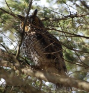 6s3a9336long-earedowl