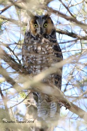 6s3a9353long-earedowl