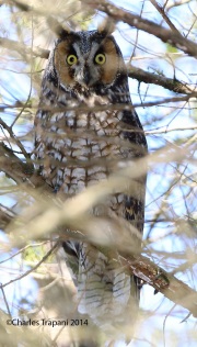 6s3a9354long-earedowl