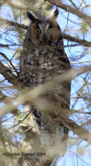 6s3a9362long-earedowl