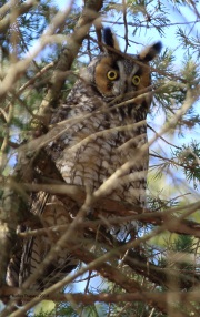 6s3a9375long-earedowl