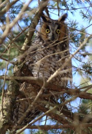 6s3a9378long-earedowl