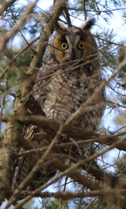 6s3a9387long-earedowl