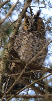 6s3a9407long-earedowl