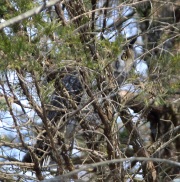 6s3a9410long-eared-owl